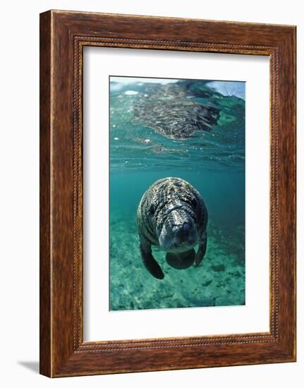 West Indian Manatee, Calf, Trichechus Manatus Latirostris, Usa, Florida, Fl, Crystal River-Reinhard Dirscherl-Framed Photographic Print