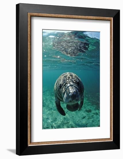 West Indian Manatee, Calf, Trichechus Manatus Latirostris, Usa, Florida, Fl, Crystal River-Reinhard Dirscherl-Framed Photographic Print