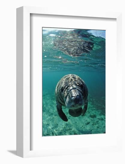 West Indian Manatee, Calf, Trichechus Manatus Latirostris, Usa, Florida, Fl, Crystal River-Reinhard Dirscherl-Framed Photographic Print