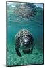 West Indian Manatee, Calf, Trichechus Manatus Latirostris, Usa, Florida, Fl, Crystal River-Reinhard Dirscherl-Mounted Photographic Print