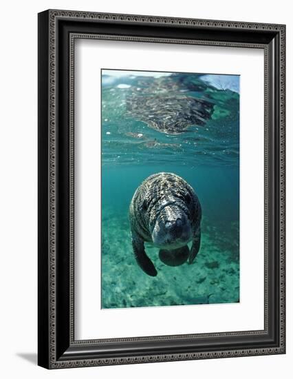 West Indian Manatee, Calf, Trichechus Manatus Latirostris, Usa, Florida, Fl, Crystal River-Reinhard Dirscherl-Framed Photographic Print