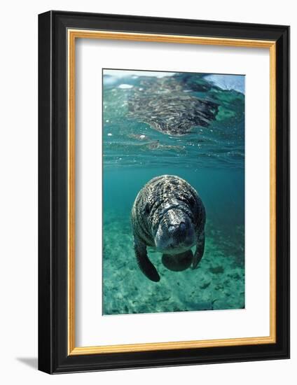 West Indian Manatee, Calf, Trichechus Manatus Latirostris, Usa, Florida, Fl, Crystal River-Reinhard Dirscherl-Framed Photographic Print