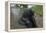 West Indian Manatee, Georgetown, Guyana-Pete Oxford-Framed Premier Image Canvas