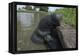 West Indian Manatee, Georgetown, Guyana-Pete Oxford-Framed Premier Image Canvas