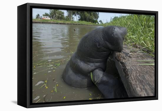 West Indian Manatee, Georgetown, Guyana-Pete Oxford-Framed Premier Image Canvas