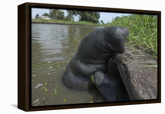 West Indian Manatee, Georgetown, Guyana-Pete Oxford-Framed Premier Image Canvas