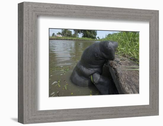 West Indian Manatee, Georgetown, Guyana-Pete Oxford-Framed Photographic Print