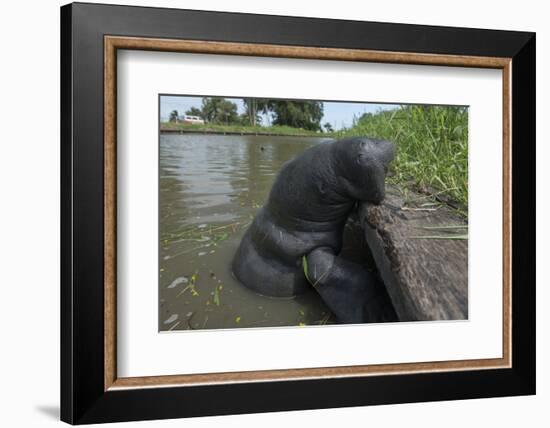 West Indian Manatee, Georgetown, Guyana-Pete Oxford-Framed Photographic Print