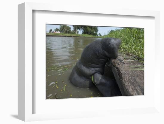 West Indian Manatee, Georgetown, Guyana-Pete Oxford-Framed Photographic Print