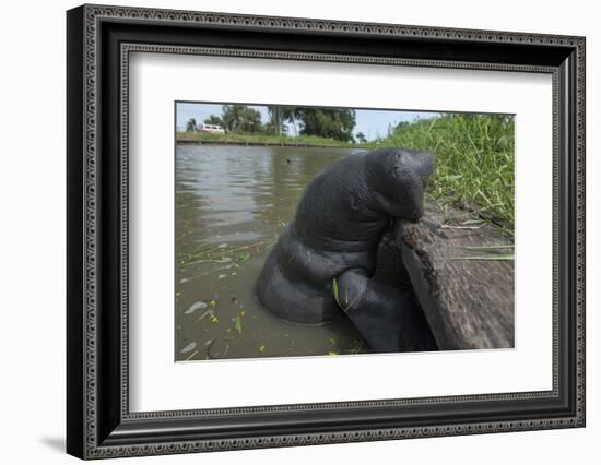 West Indian Manatee, Georgetown, Guyana-Pete Oxford-Framed Photographic Print