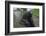 West Indian Manatee, Georgetown, Guyana-Pete Oxford-Framed Photographic Print