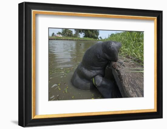 West Indian Manatee, Georgetown, Guyana-Pete Oxford-Framed Photographic Print