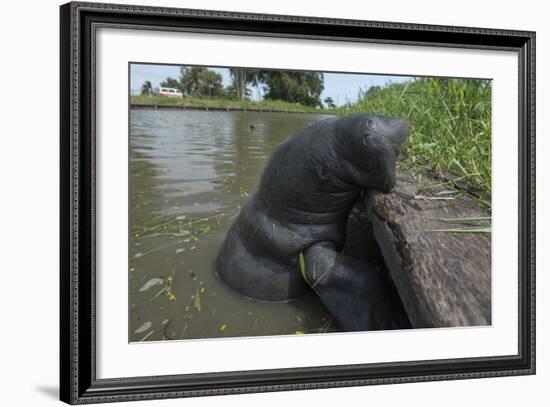 West Indian Manatee, Georgetown, Guyana-Pete Oxford-Framed Photographic Print