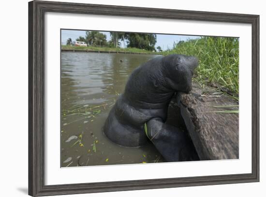 West Indian Manatee, Georgetown, Guyana-Pete Oxford-Framed Photographic Print