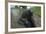 West Indian Manatee, Georgetown, Guyana-Pete Oxford-Framed Photographic Print