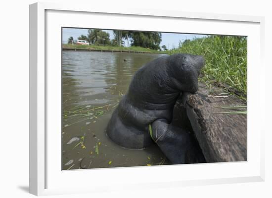 West Indian Manatee, Georgetown, Guyana-Pete Oxford-Framed Photographic Print