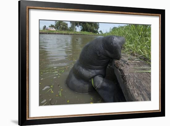 West Indian Manatee, Georgetown, Guyana-Pete Oxford-Framed Photographic Print