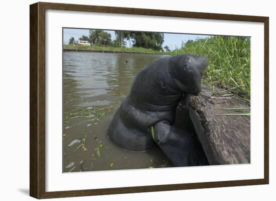 West Indian Manatee, Georgetown, Guyana-Pete Oxford-Framed Photographic Print