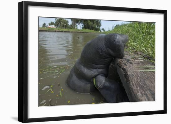 West Indian Manatee, Georgetown, Guyana-Pete Oxford-Framed Photographic Print