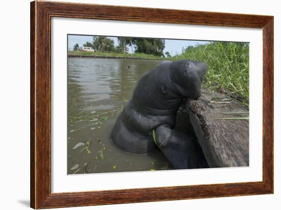 West Indian Manatee, Georgetown, Guyana-Pete Oxford-Framed Photographic Print