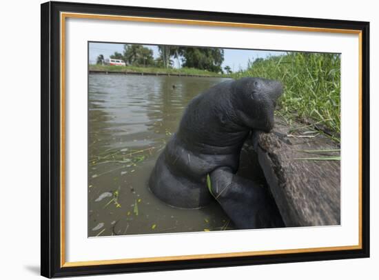 West Indian Manatee, Georgetown, Guyana-Pete Oxford-Framed Photographic Print