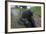 West Indian Manatee, Georgetown, Guyana-Pete Oxford-Framed Photographic Print