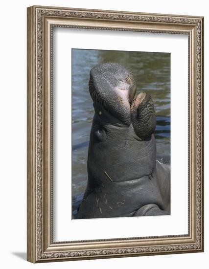 West Indian Manatee, Georgetown, Guyana-Pete Oxford-Framed Photographic Print