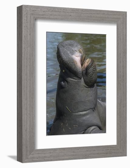 West Indian Manatee, Georgetown, Guyana-Pete Oxford-Framed Photographic Print