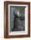 West Indian Manatee, Georgetown, Guyana-Pete Oxford-Framed Photographic Print