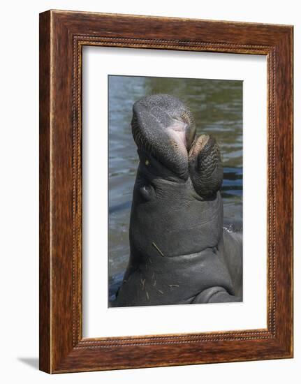 West Indian Manatee, Georgetown, Guyana-Pete Oxford-Framed Photographic Print