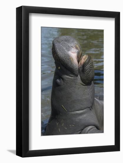 West Indian Manatee, Georgetown, Guyana-Pete Oxford-Framed Photographic Print