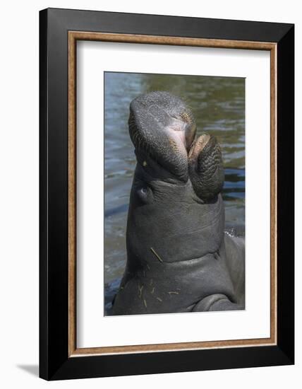 West Indian Manatee, Georgetown, Guyana-Pete Oxford-Framed Photographic Print