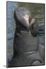 West Indian Manatee, Georgetown, Guyana-Pete Oxford-Mounted Photographic Print