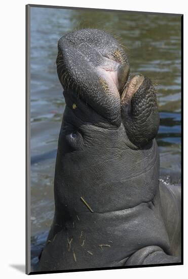 West Indian Manatee, Georgetown, Guyana-Pete Oxford-Mounted Photographic Print