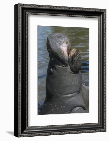 West Indian Manatee, Georgetown, Guyana-Pete Oxford-Framed Photographic Print