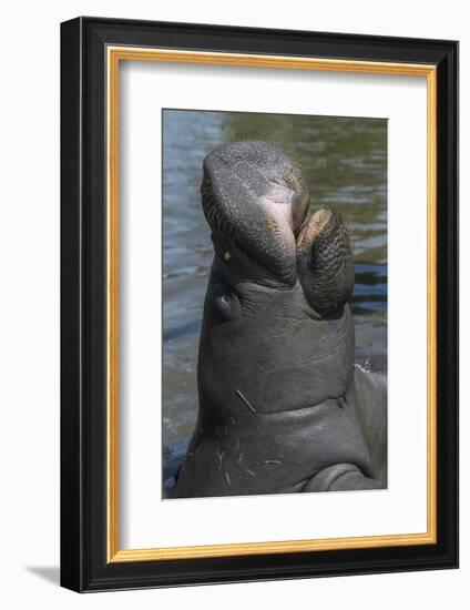 West Indian Manatee, Georgetown, Guyana-Pete Oxford-Framed Photographic Print