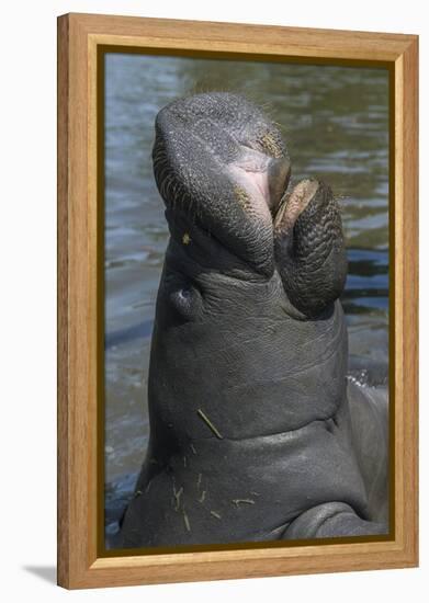 West Indian Manatee, Georgetown, Guyana-Pete Oxford-Framed Premier Image Canvas