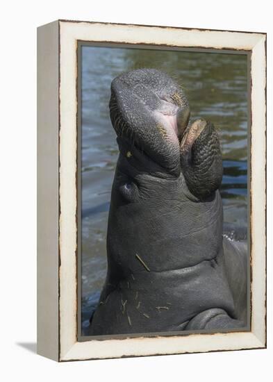 West Indian Manatee, Georgetown, Guyana-Pete Oxford-Framed Premier Image Canvas