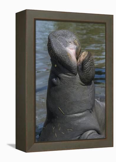 West Indian Manatee, Georgetown, Guyana-Pete Oxford-Framed Premier Image Canvas