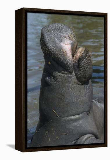 West Indian Manatee, Georgetown, Guyana-Pete Oxford-Framed Premier Image Canvas