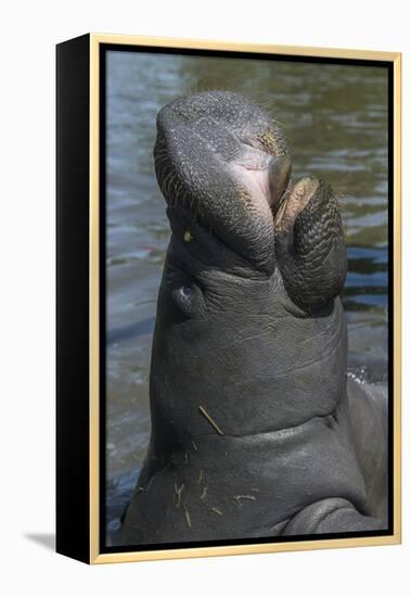 West Indian Manatee, Georgetown, Guyana-Pete Oxford-Framed Premier Image Canvas