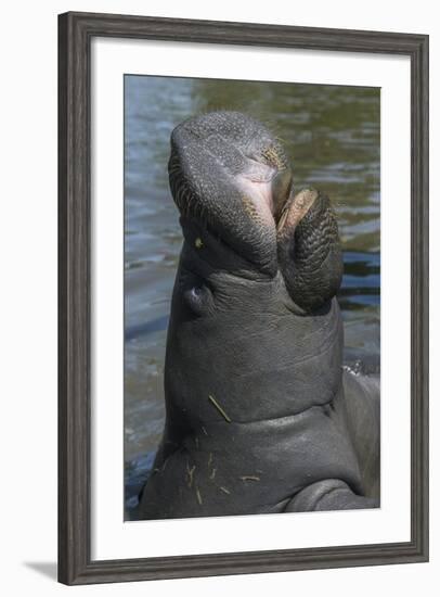 West Indian Manatee, Georgetown, Guyana-Pete Oxford-Framed Photographic Print