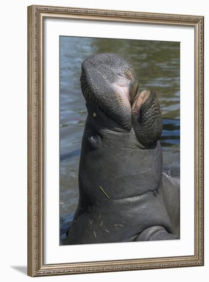 West Indian Manatee, Georgetown, Guyana-Pete Oxford-Framed Photographic Print