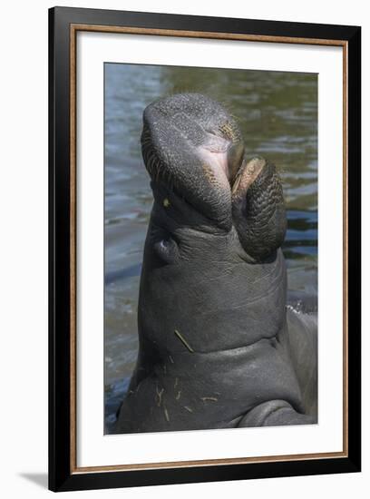 West Indian Manatee, Georgetown, Guyana-Pete Oxford-Framed Photographic Print