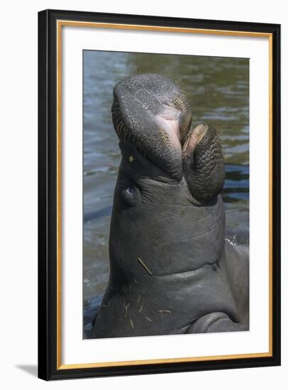 West Indian Manatee, Georgetown, Guyana-Pete Oxford-Framed Photographic Print