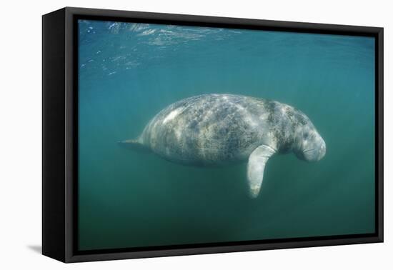 West Indian Manatee (Trichechus Manatus Latirostris) Florida Everglades, Florida, Usa.-Reinhard Dirscherl-Framed Premier Image Canvas