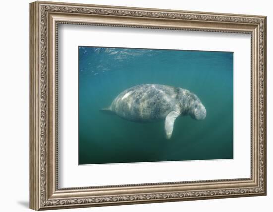 West Indian Manatee (Trichechus Manatus Latirostris) Florida Everglades, Florida, Usa.-Reinhard Dirscherl-Framed Photographic Print