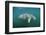 West Indian Manatee (Trichechus Manatus Latirostris) Florida Everglades, Florida, Usa.-Reinhard Dirscherl-Framed Photographic Print