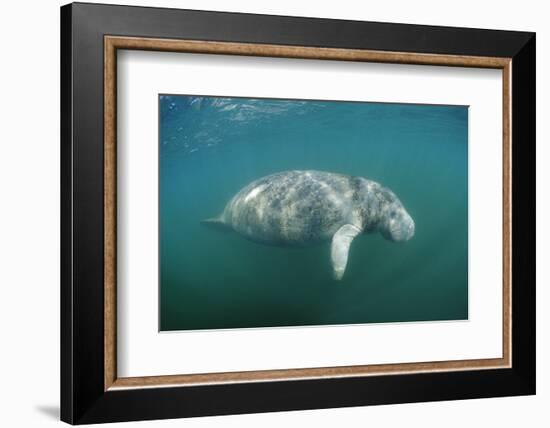 West Indian Manatee (Trichechus Manatus Latirostris) Florida Everglades, Florida, Usa.-Reinhard Dirscherl-Framed Photographic Print