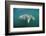 West Indian Manatee (Trichechus Manatus Latirostris) Florida Everglades, Florida, Usa.-Reinhard Dirscherl-Framed Photographic Print